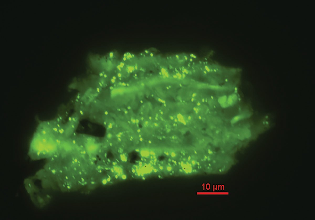 Smoke particle “life raft” carries microbes stained green.
